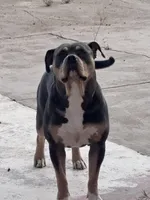 American xl bully, a  American Bully for sale in Lucerne Valley, CA – 5 of 5