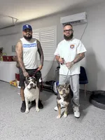American xl bully, a  American Bully for sale in Lucerne Valley, CA – 3 of 5
