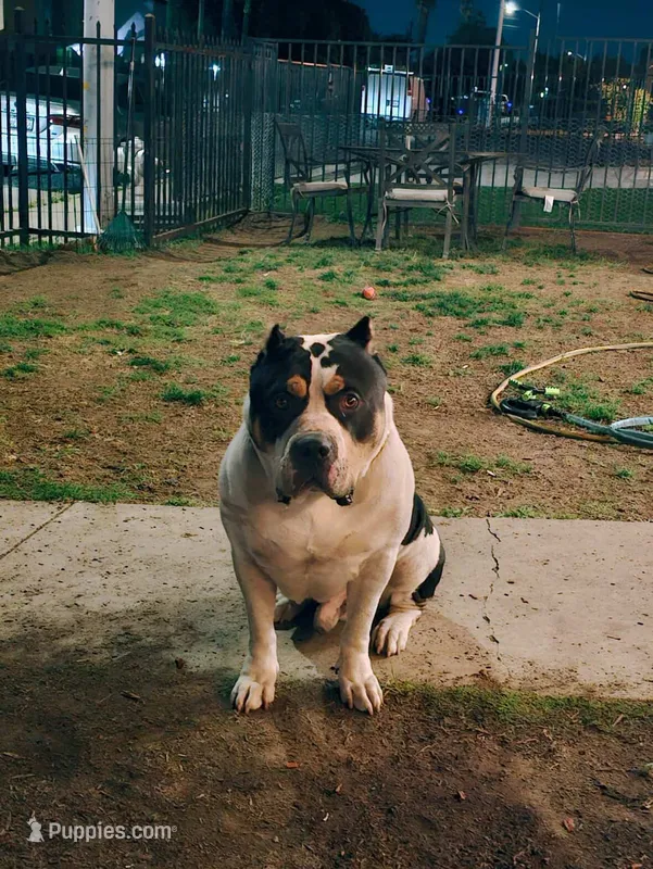 American xl bully – American Bully puppy for sale in Lucerne Valley, CA