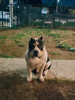 American xl bully, a  American Bully for sale in Lucerne Valley, CA – 1 of 5