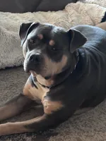 American xl bully, a  American Bully for sale in Lucerne Valley, CA – 4 of 5