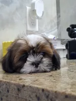 Leo, a male Shih Tzu for sale in Lehigh Acres, FL – 7 of 9