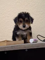 Mia , a female Morkie for sale in Lehigh Acres, FL – 7 of 9