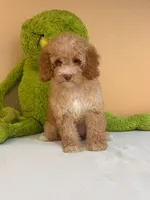 Lola , a female Miniature Goldendoodle for sale in Fort Myers, FL – 4 of 9