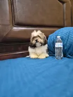 Champion, a male Shihpoo for sale in Fort Myers, FL – 3 of 9