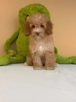 Lola , a female Miniature Goldendoodle for sale in Fort Myers, FL – 2 of 9