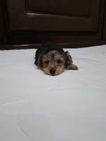 Champion, a male Yorkshire Terrier for sale in Lehigh Acres, FL – 5 of 8