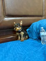 Bethoven , a male Yorkshire Terrier for sale in Fort Myers, FL – 3 of 8