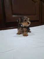 Luna, a female Yorkshire Terrier for sale in Fort Myers, FL – 2 of 9