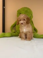 Lola , a female Miniature Goldendoodle for sale in Fort Myers, FL – 9 of 9