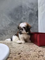Mia , a female Shih Tzu for sale in Lehigh Acres, FL – 3 of 10