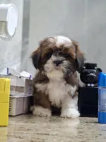 Leo, a male Shih Tzu for sale in Lehigh Acres, FL – 6 of 9