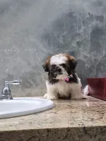 Mia , a female Shih Tzu for sale in Lehigh Acres, FL – 6 of 10
