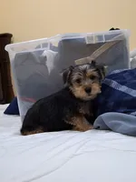 Champion, a male Yorkshire Terrier for sale in Lehigh Acres, FL – 7 of 8