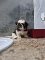 Mia , a female Shih Tzu for sale in Lehigh Acres, FL – 5 of 10