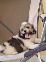 Princess, a female Shihpoo for sale in Lehigh Acres, FL – 4 of 10