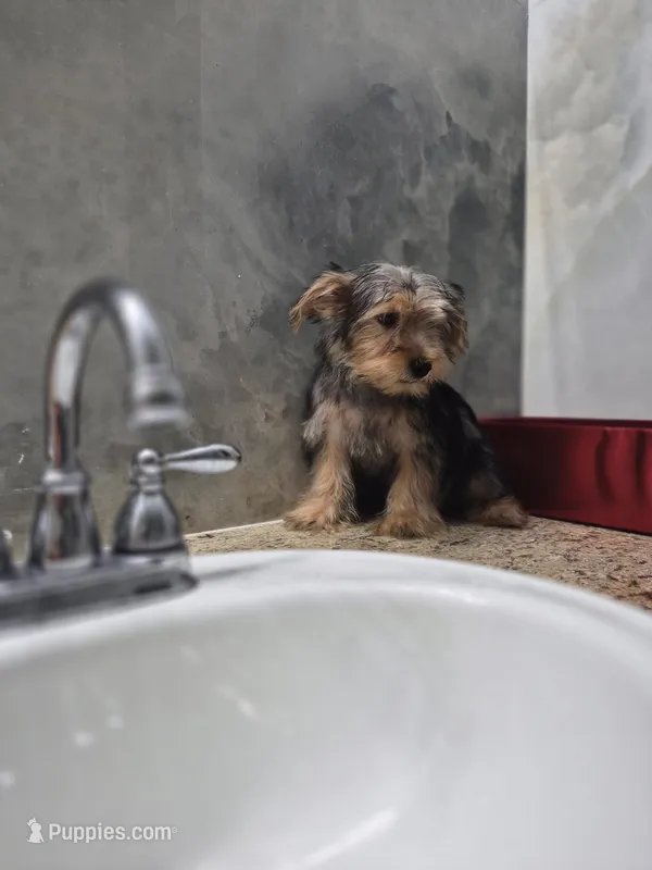 Toby – Yorkshire Terrier puppy for sale in Fort Myers, FL