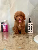 Betty, a female Poodle - Miniature  for sale in Fort Myers, FL – 8 of 10