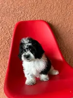 Lyla, a female Cavapoo for sale in Fort Myers, FL – 2 of 10