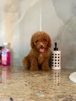Betty, a female Poodle - Miniature  for sale in Fort Myers, FL – 2 of 10