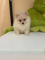 Max, a male Pomeranian for sale in Fort Myers, FL – 2 of 10