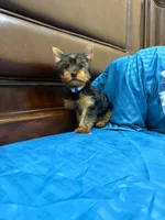 Bethoven , a male Yorkshire Terrier for sale in Fort Myers, FL – 4 of 8