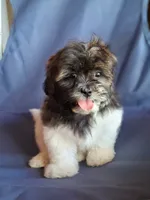 Apolo, a male Shih Tzu for sale in Lehigh Acres, FL – 6 of 8