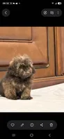 Mia , a female Shih Tzu for sale in Lehigh Acres, FL – 7 of 9