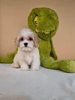 Leo, a male Cavapoo for sale in Fort Myers, FL – 2 of 10