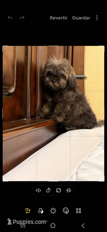 Mia  – Shih Tzu puppy for sale in Lehigh Acres, FL