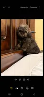 Mia , a female Shih Tzu for sale in Lehigh Acres, FL – 1 of 9