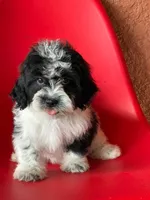 Lyla, a female Cavapoo for sale in Fort Myers, FL – 5 of 10