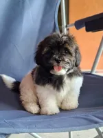 Apolo, a male Shih Tzu for sale in Lehigh Acres, FL – 3 of 8