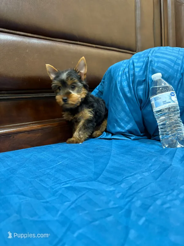Bethoven  – Yorkshire Terrier puppy for sale in Fort Myers, FL