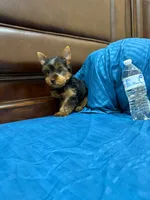 Bethoven , a male Yorkshire Terrier for sale in Fort Myers, FL – 1 of 8