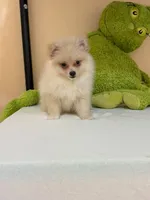 Max, a male Pomeranian for sale in Fort Myers, FL – 7 of 10