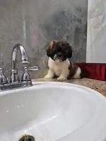 Mia, a female Shih Tzu for sale in Fort Myers, FL – 9 of 10