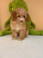 Lola , a female Miniature Goldendoodle for sale in Fort Myers, FL – 6 of 9