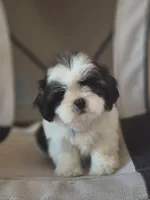 Leo, a male Shih Tzu for sale in Fort Myers, FL – 6 of 10