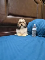 Champion, a male Shihpoo for sale in Fort Myers, FL – 4 of 9