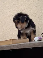 Mia , a female Morkie for sale in Lehigh Acres, FL – 5 of 9