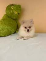 Max, a male Pomeranian for sale in Fort Myers, FL – 6 of 10