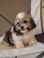Princess, a female Shihpoo for sale in Lehigh Acres, FL – 9 of 10