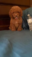 Bella, a female Poodle - Miniature  for sale in Fort Myers, FL – 2 of 9