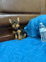 Bethoven , a male Yorkshire Terrier for sale in Fort Myers, FL – 2 of 8