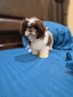 Leo, a male Shih Tzu for sale in Fort Myers, FL – 6 of 9