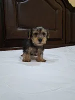 Champion, a male Yorkshire Terrier for sale in Lehigh Acres, FL – 8 of 8