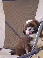 Leo, a male Shih Tzu for sale in Lehigh Acres, FL – 9 of 9