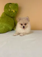Max, a male Pomeranian for sale in Fort Myers, FL – 10 of 10