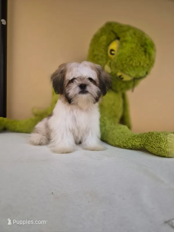 Snoppy – Shih Tzu puppy for sale in Fort Myers, FL